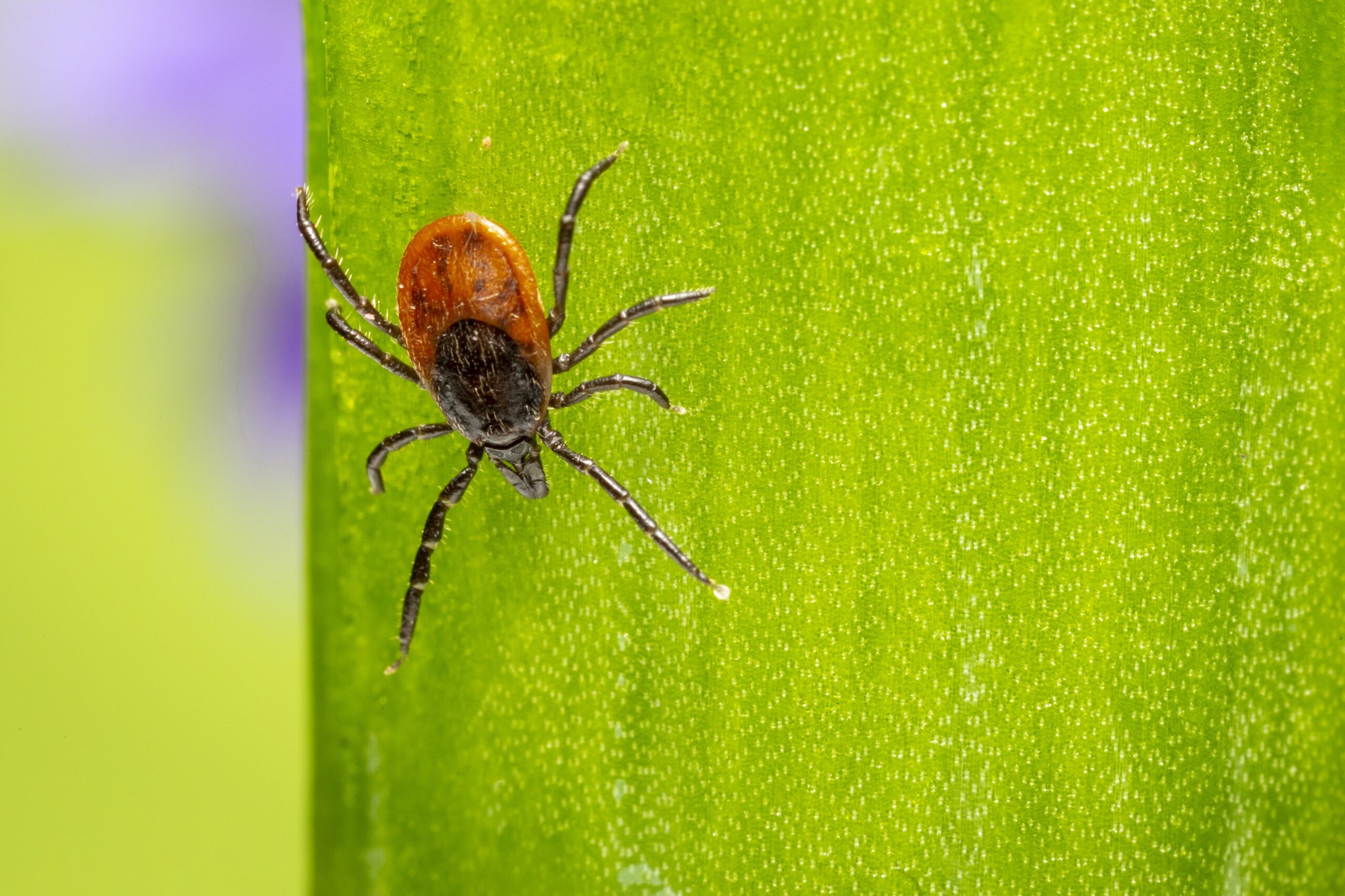 So Here’s the Thing About Lyme Disease (Part 2)