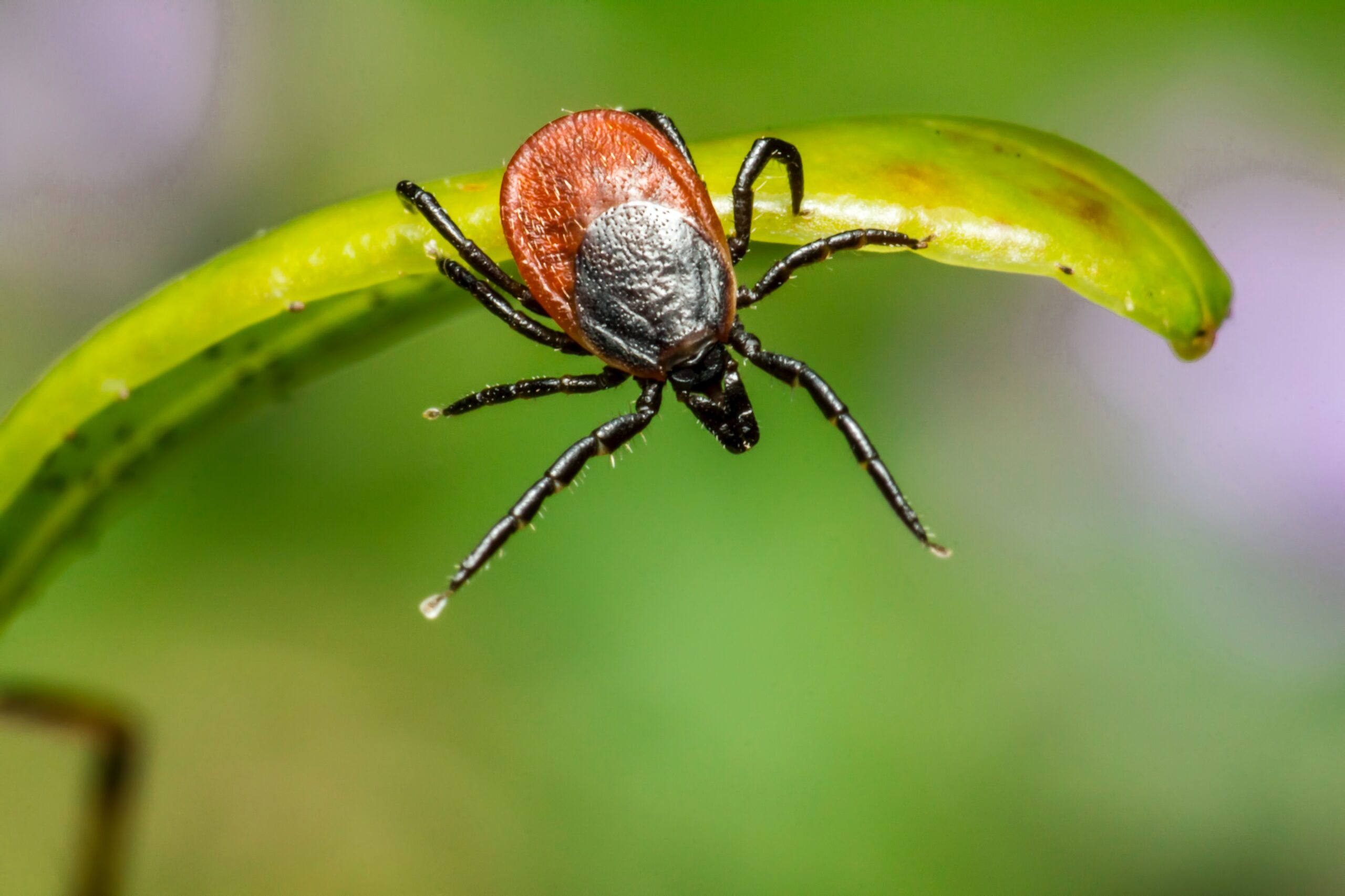So Here’s the Thing About Lyme Disease (Part 1)