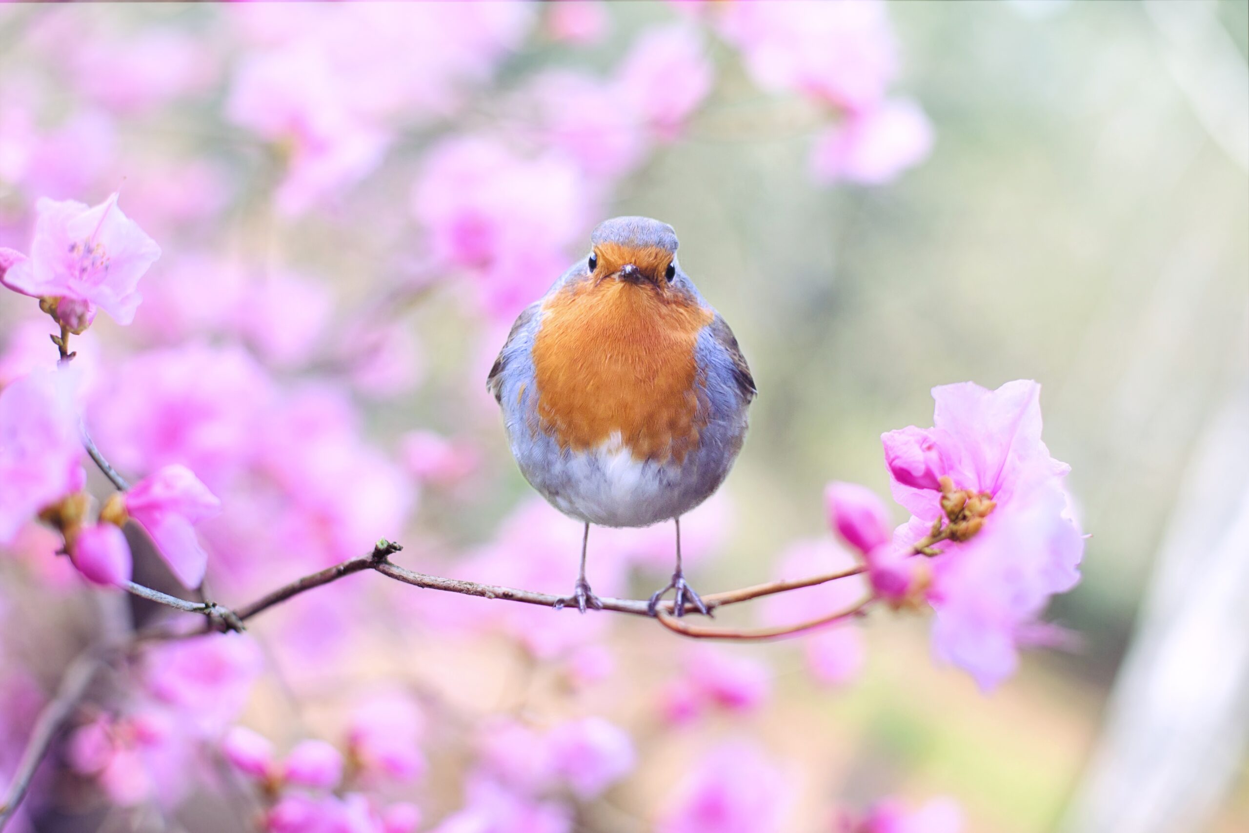 So Here’s the Thing About Spring